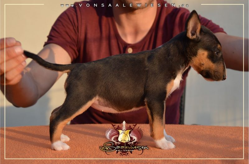 Miniatur Bullterrier E-Wurf von Saalewiesen