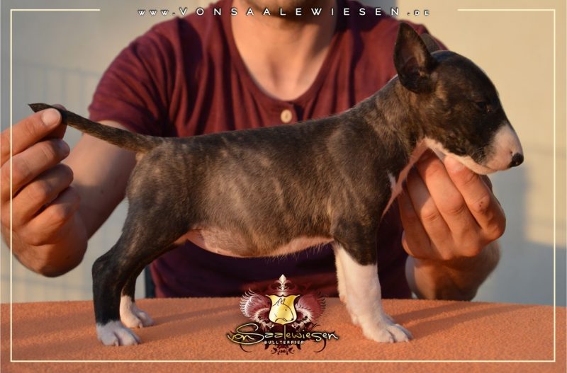 Miniatur Bullterrier E-Wurf von Saalewiesen