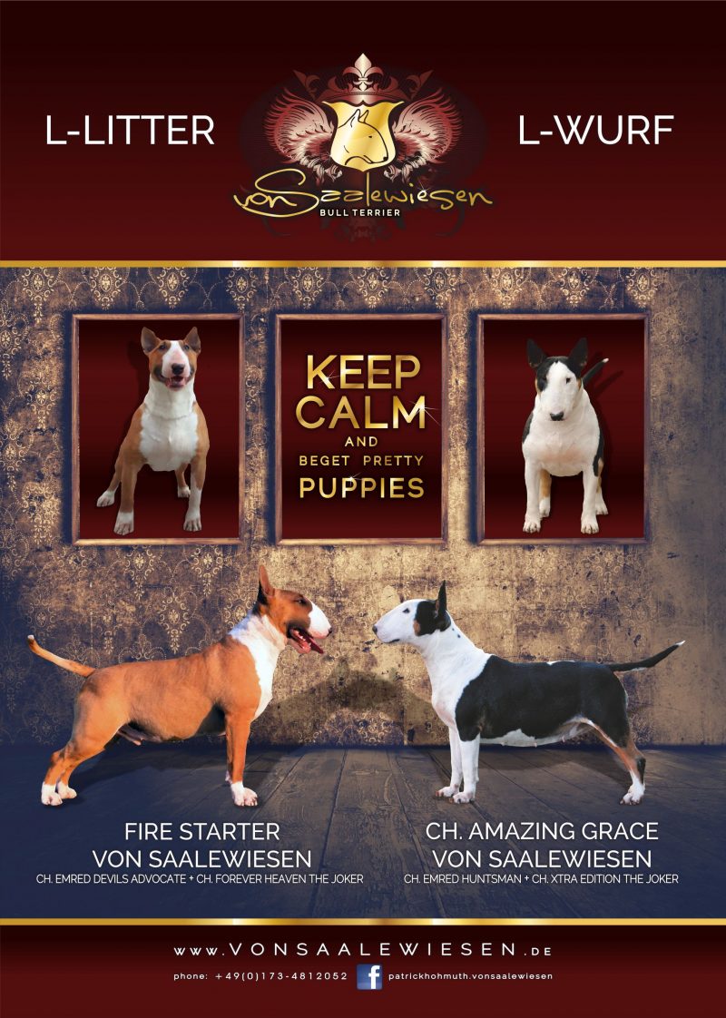 Standard Bullterrier L-Wurf "von Saalewiesen"