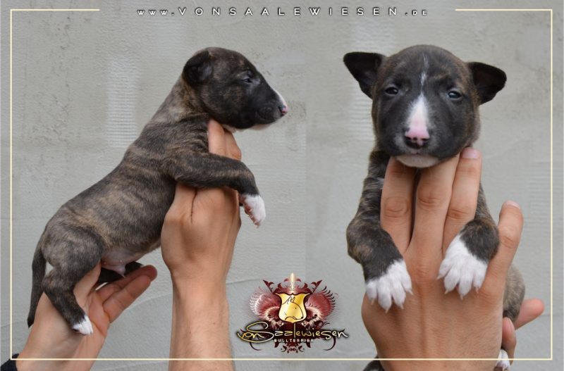 Miniatur Bullterrier D-Wurf von Saalewiesen