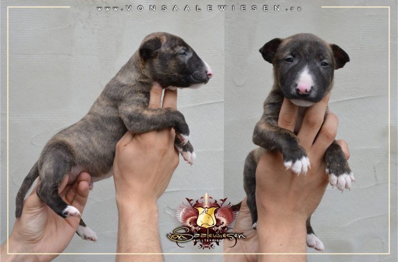 Miniatur Bullterrier D-Wurf von Saalewiesen