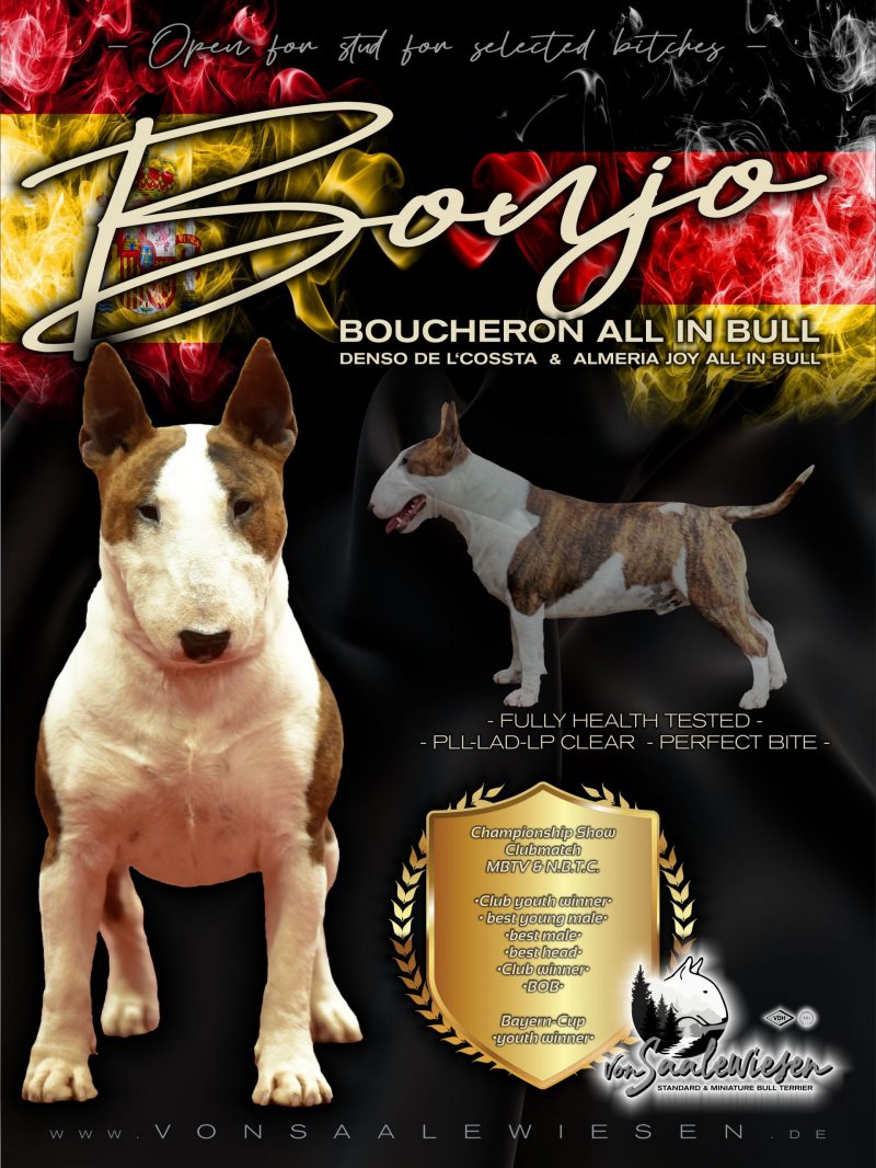 BOUCHERON ALL IN BULL "BONJO"