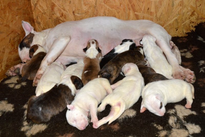 Standard Bullterrier F-Wurf "von Saalewiesen"