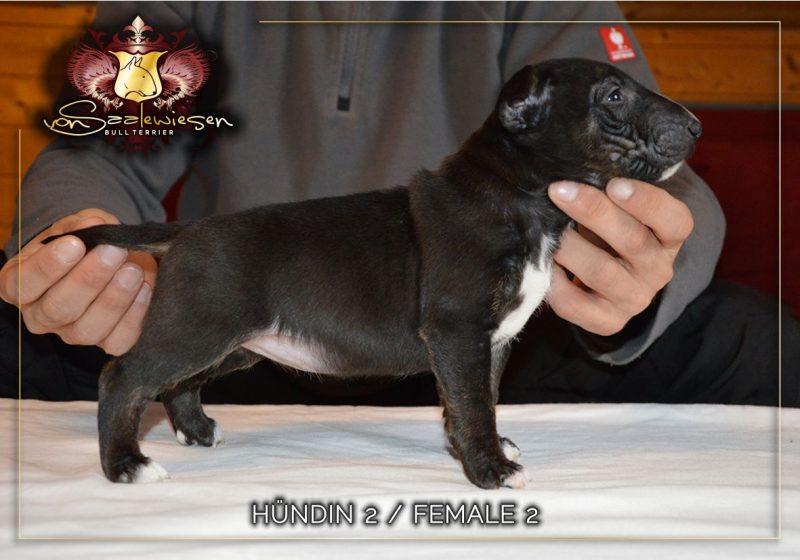 Miniatur Bullterrier B-Wurf von Saalewiesen