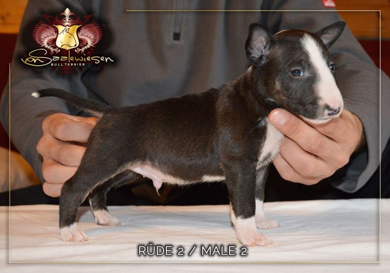 Miniatur Bullterrier B-Wurf von Saalewiesen