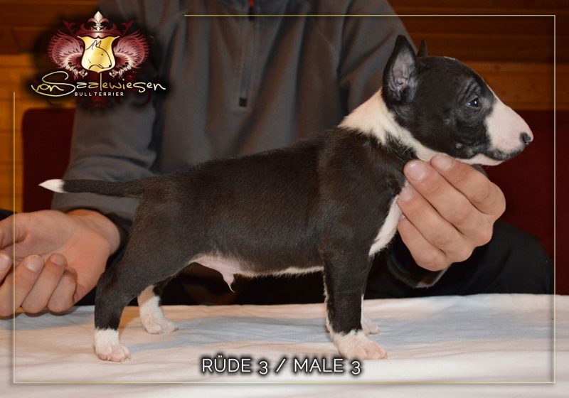 Miniatur Bullterrier B-Wurf von Saalewiesen
