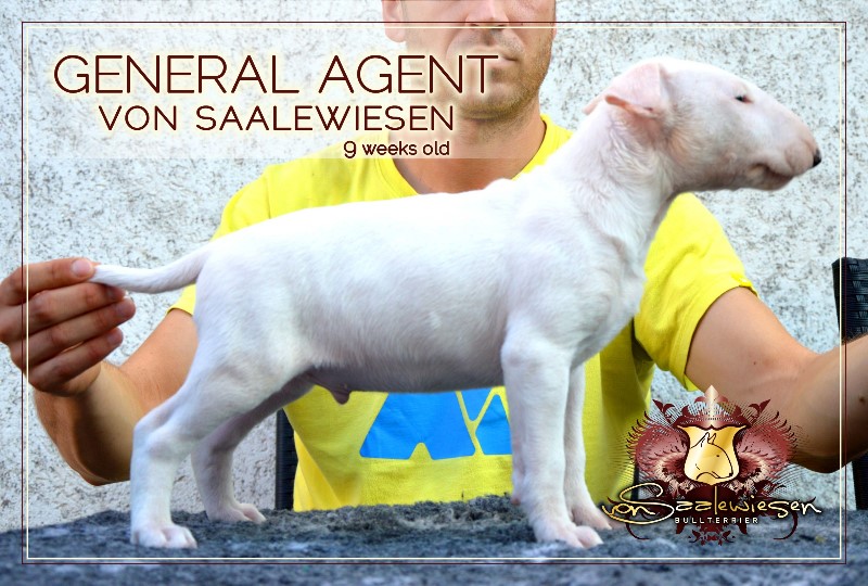 General Agent von Saalewiesen